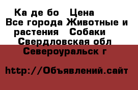 Ка де бо › Цена ­ 25 - Все города Животные и растения » Собаки   . Свердловская обл.,Североуральск г.